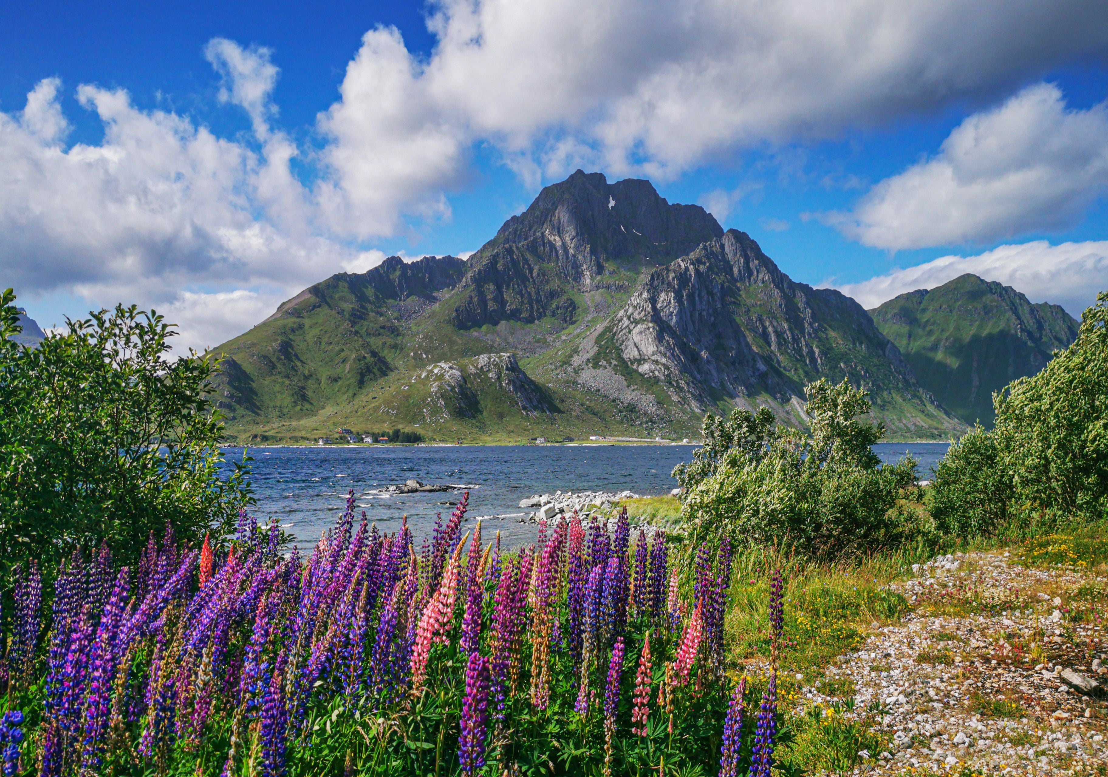 Fotografie eines Fjordes im Frühling mit blühenden Pflanzen
