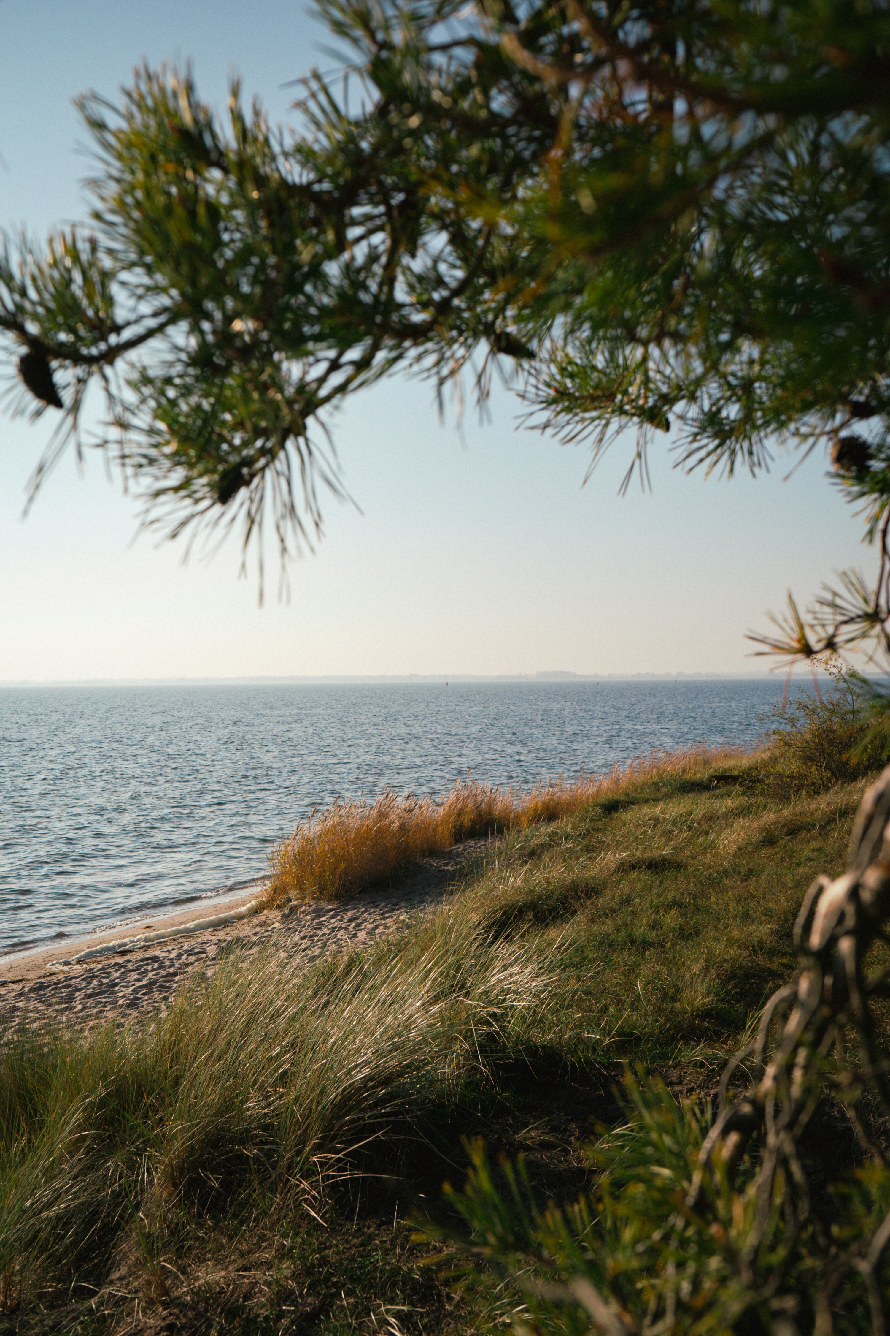 Bild an den Ostseestarand und Strandgras aus dem Wald heraus.