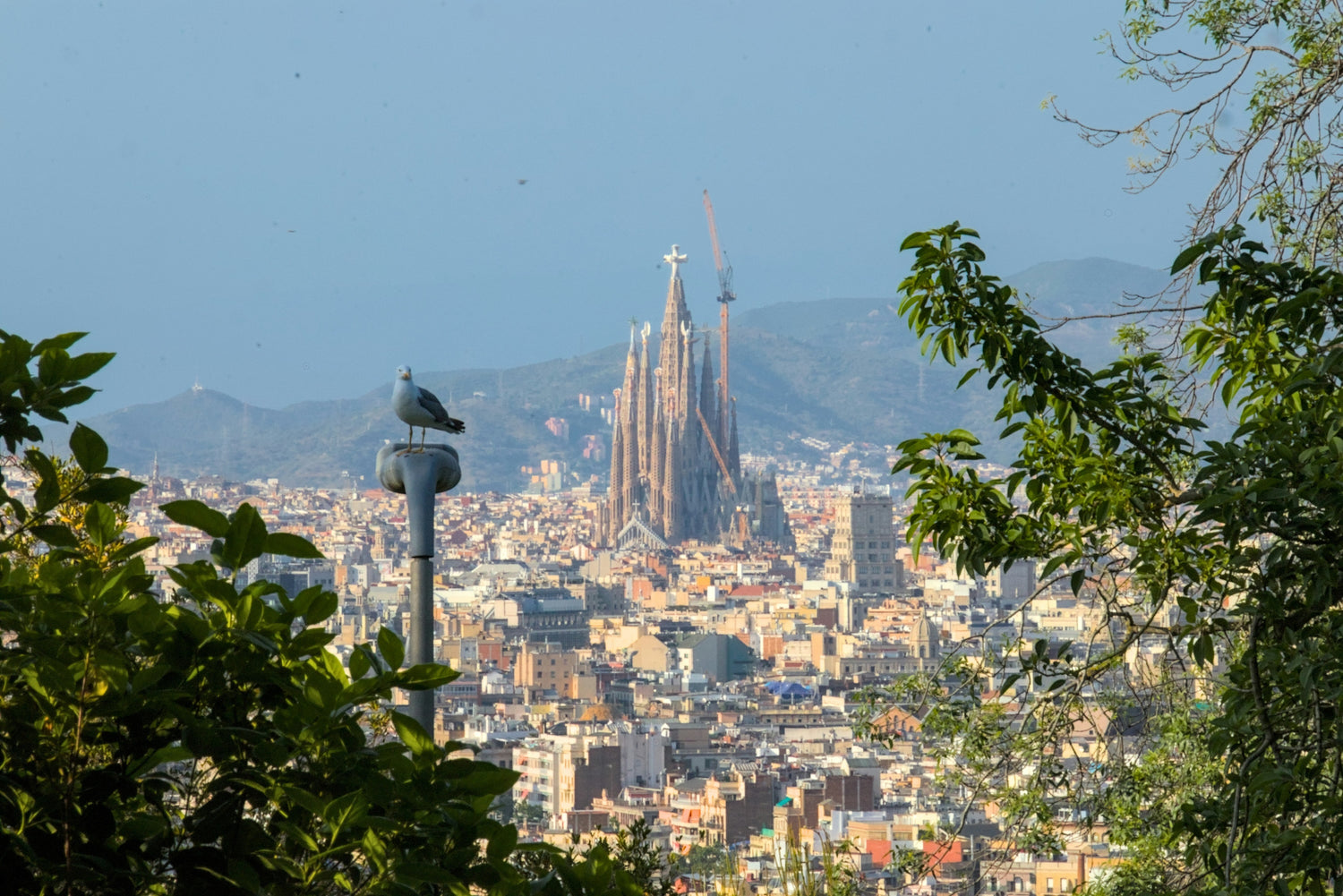 Sagrada Família über den Häusern von Barcelona