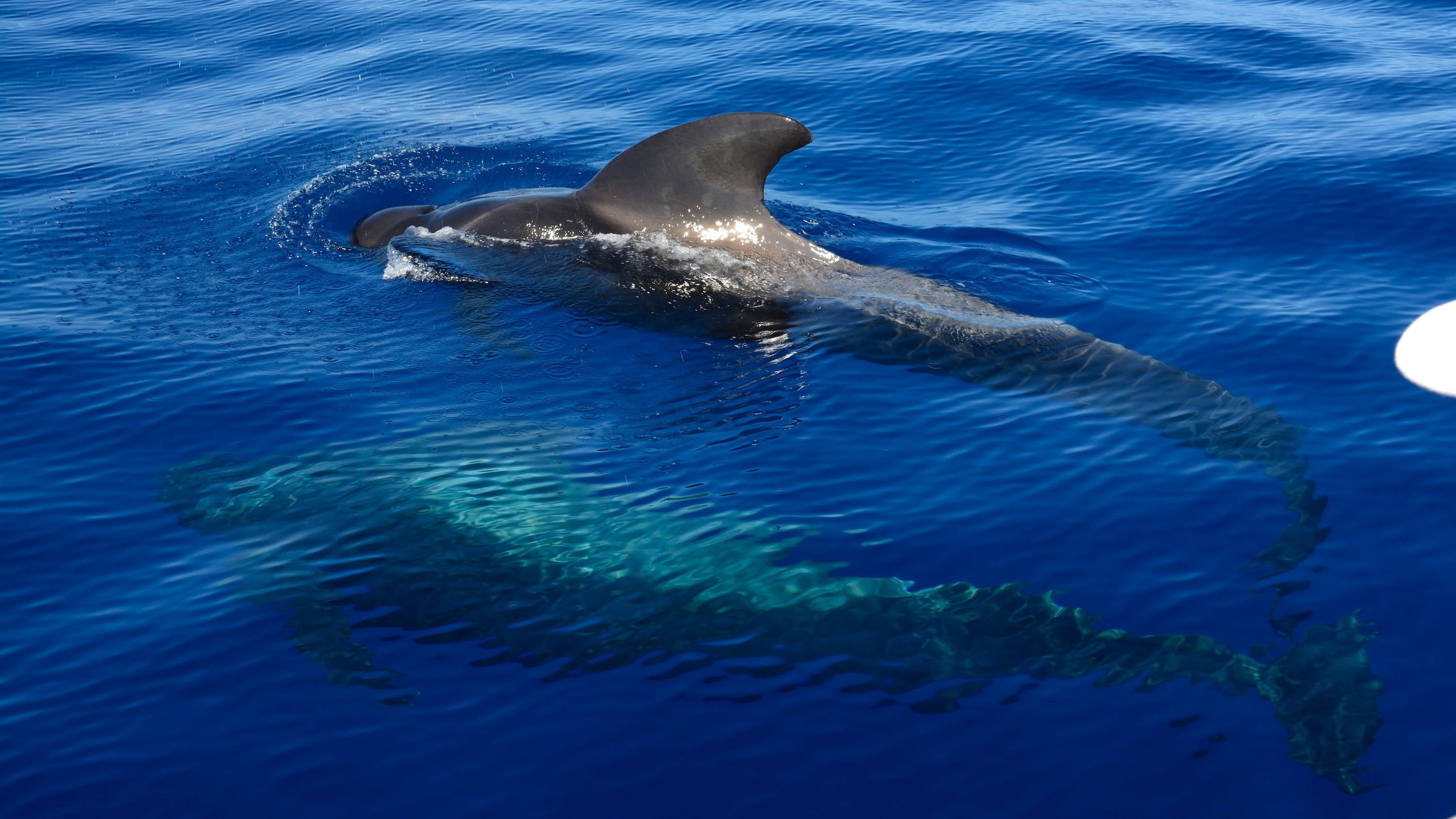 Delfine schwimmen an der Wasseroberfläche vor Teneriffa