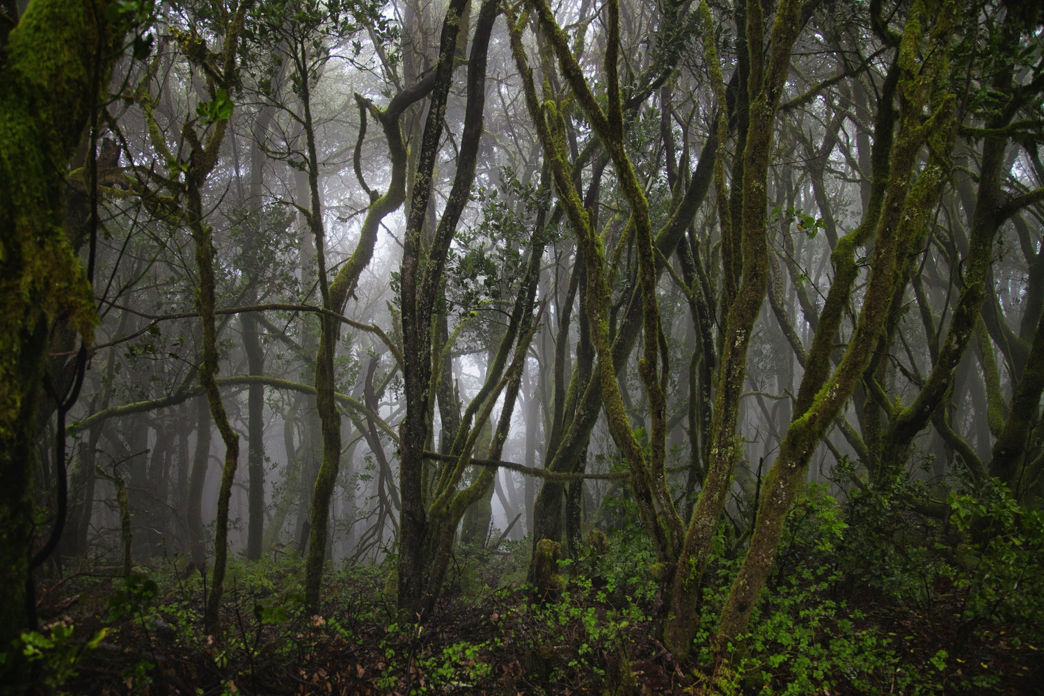 Dichter Wald auf den kanarischen Inseln