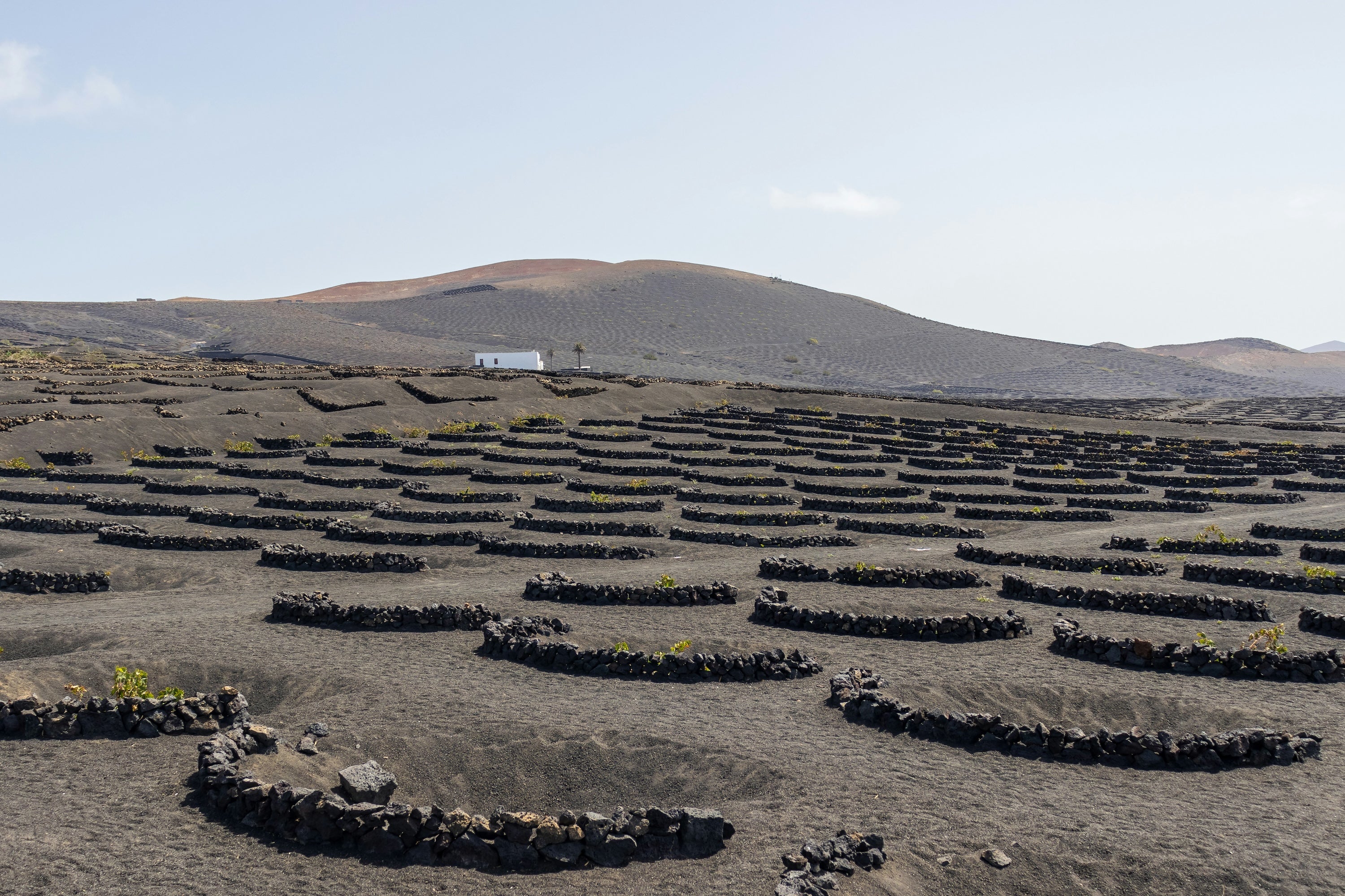 Weinreben wachsen hinter Steinmauern in schwarzem Vulkansand