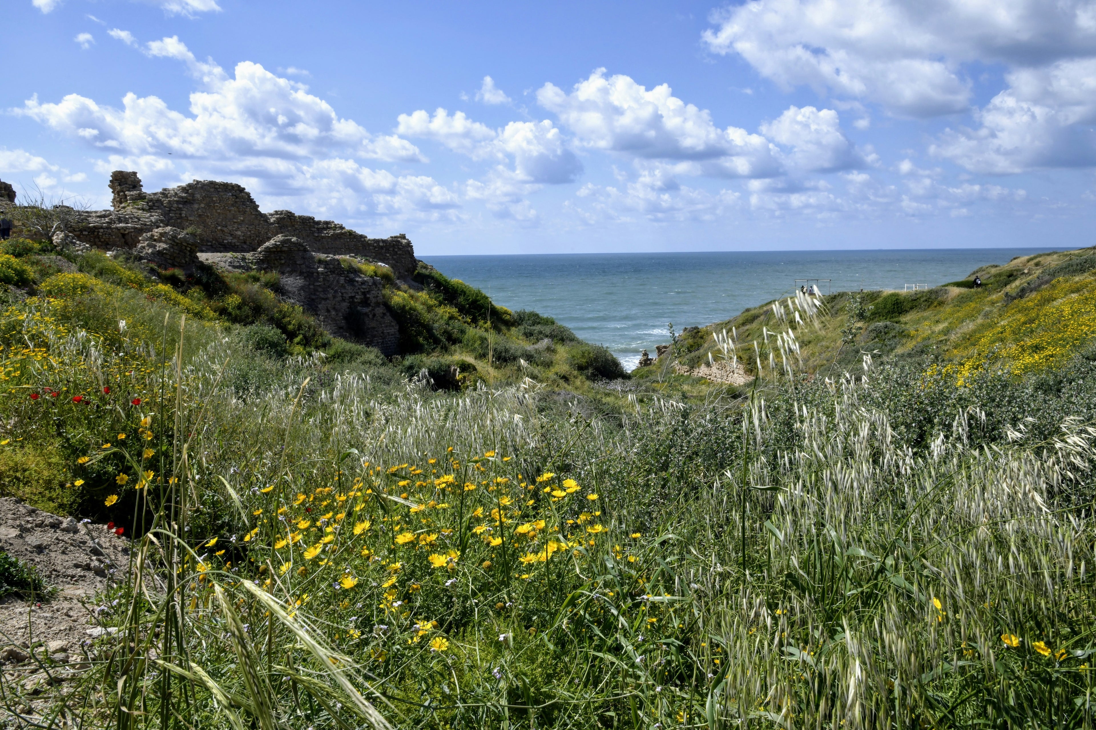 Blühende Wildblumen auf einer Wiese oberhalb des Mittelmeers
