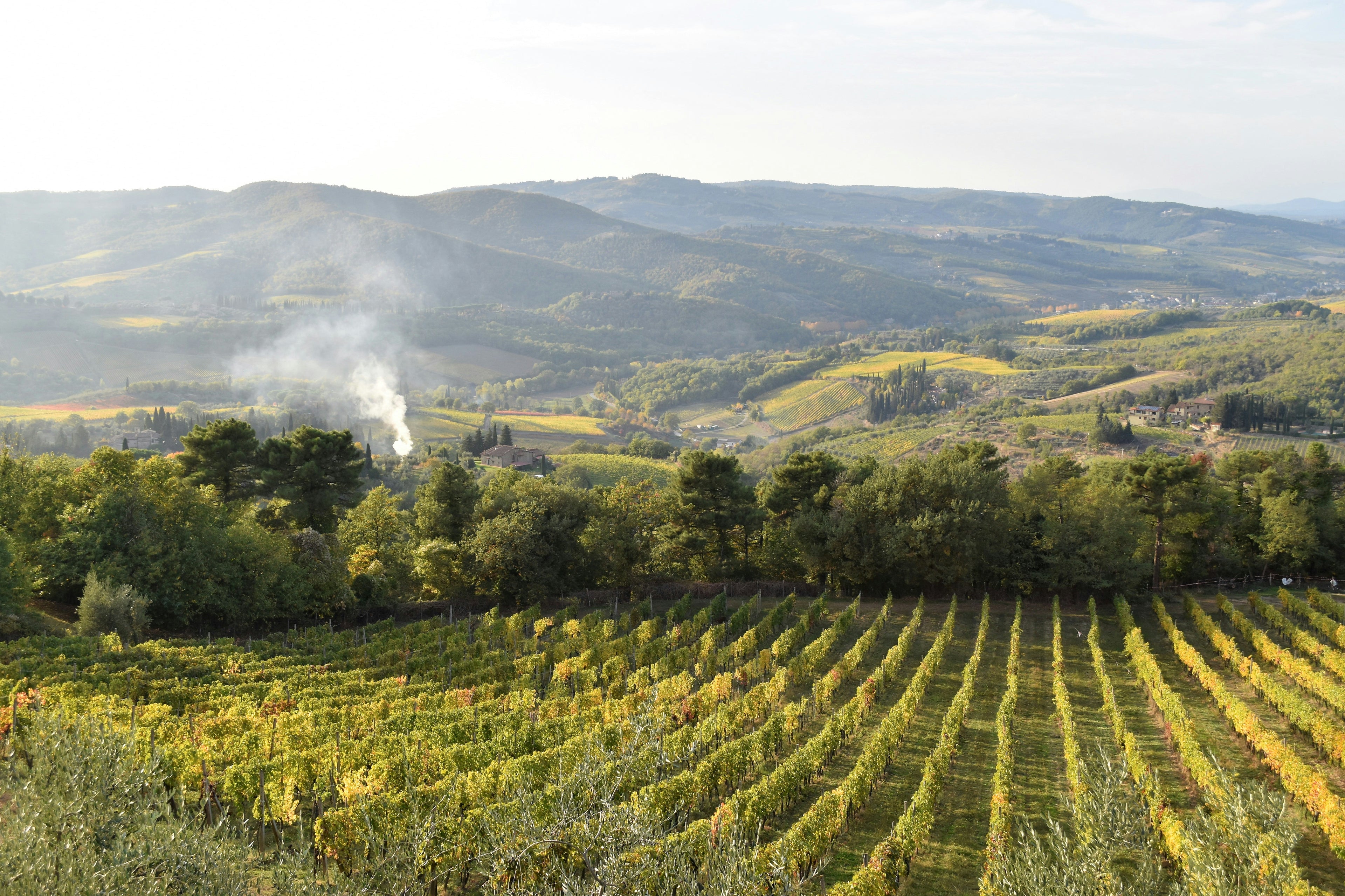 Weinberge in der Toskana im warmen Herbstlicht